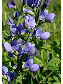 Baptisia spp. (False Indigo)