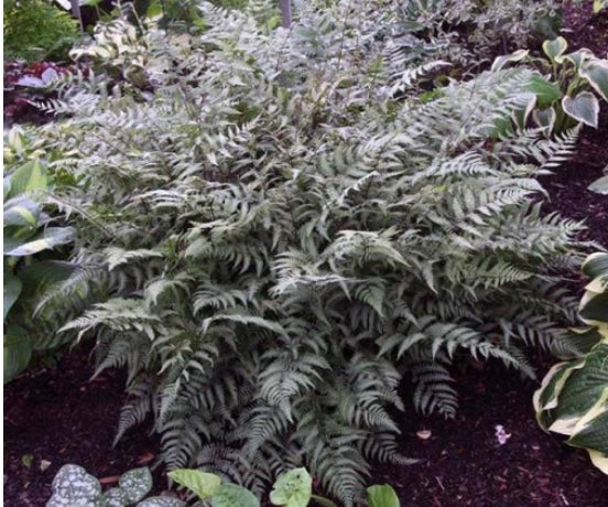 Fern Athyrium Ghost