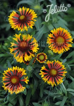 GAILLARDIA aristata Fire Wheels