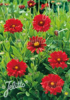 Gaillardia aristata 'Burgunder' (Blanket Flower)