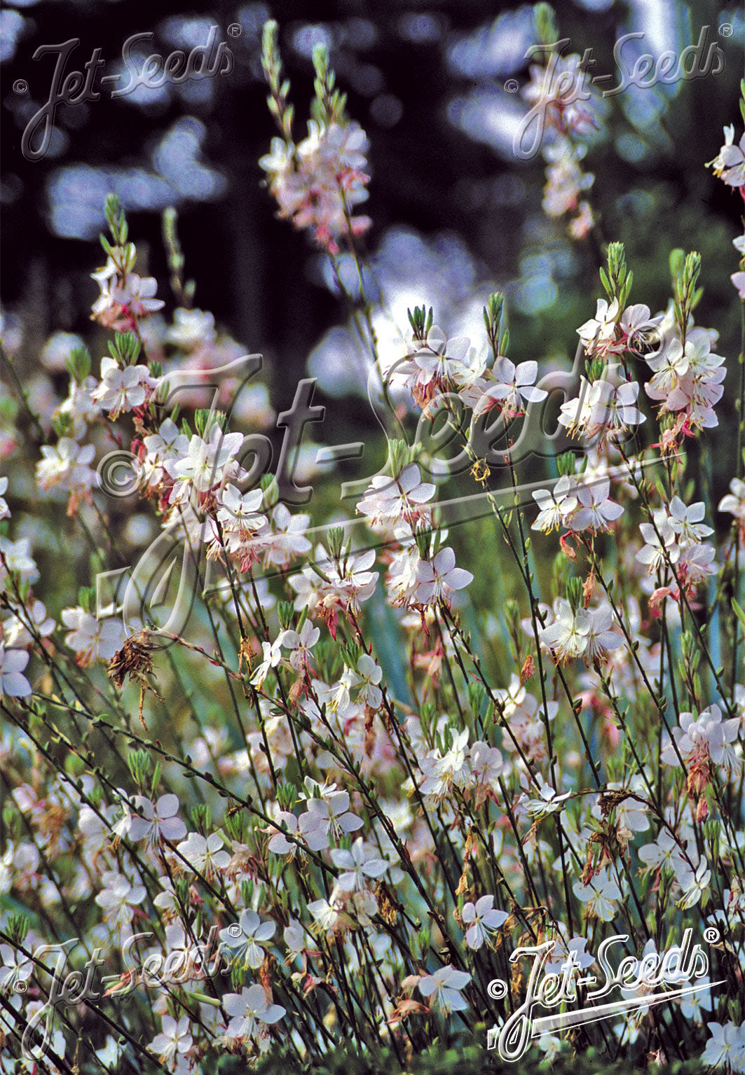Gaura lindheimeri Summer Breeze