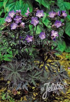 Geranium pratense 'Dark Reiter' (Meadow Cranesbill)