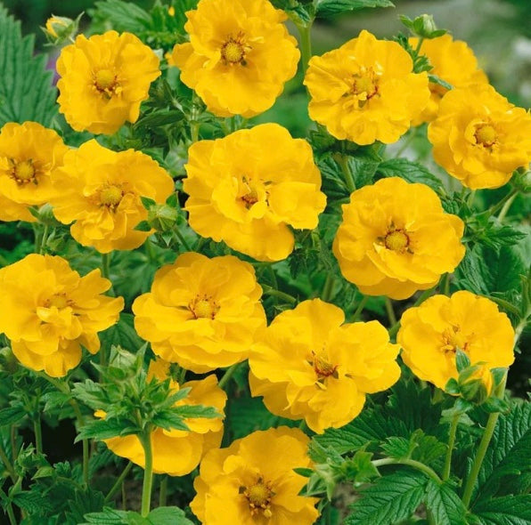 Geum 'Lady Stratheden' (Avens)