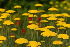 Achillea 'Cloth of Gold' (Yarrow)