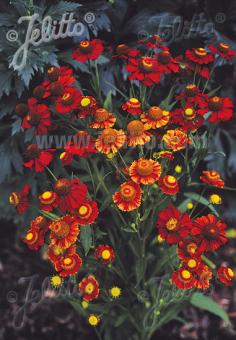 Helenium autumnale 'Helena Red Shades' (Sneezeweed)