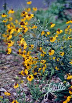 Helenium flexuosum (Purple-Headed Sneezeweed)