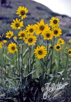 Helianthella quinquenervis (Aspen Sunflower)
