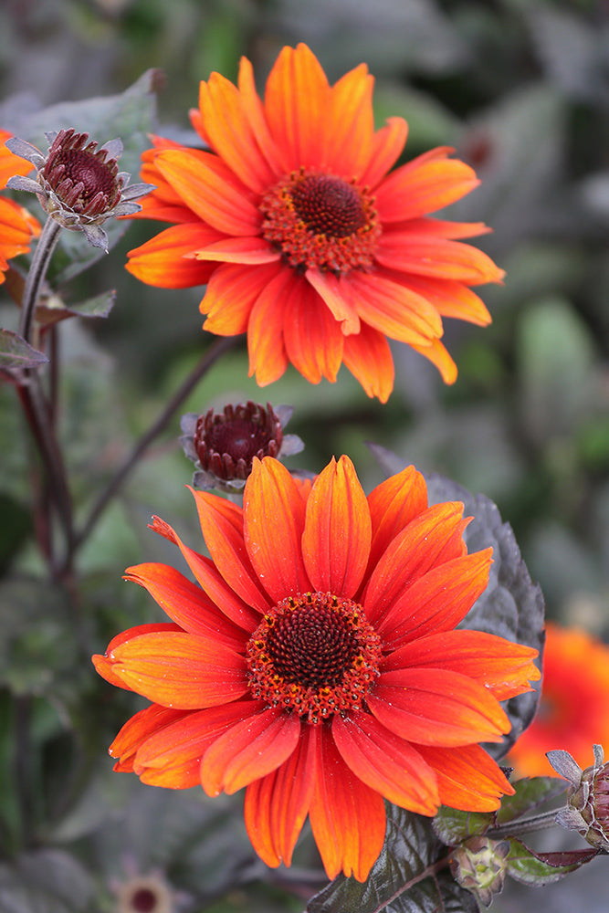 Heliopsis helianthoides 'Red Shades'