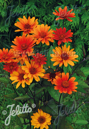 Heliopsis helianthoides var. scabra 'Bleeding Hearts'