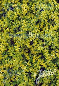 Herniaria glabra (Green Carpet or Rupturewort)