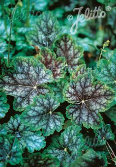 Heuchera americana 'Dale's Strain' (Coral Bells)