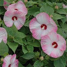 Hibiscus moscheutos 'Luna Pink Swirl' (Hardy Hibiscus)
