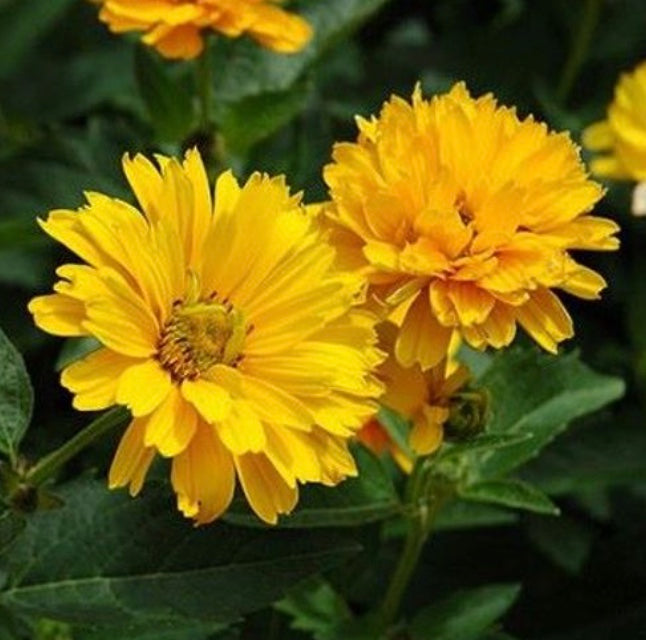 Heliopsis Summer Sun