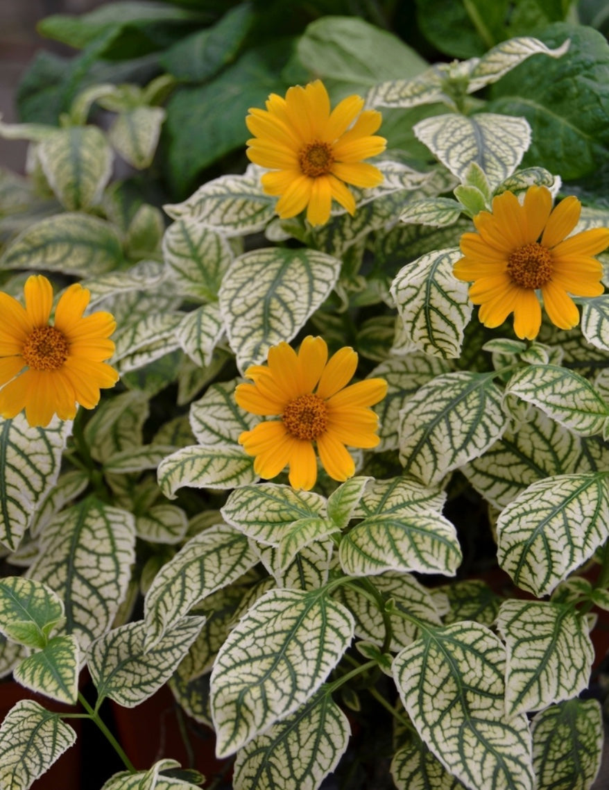 Heliopsis helianthoides var. scabra 'Sunburst' (False Sunflower)