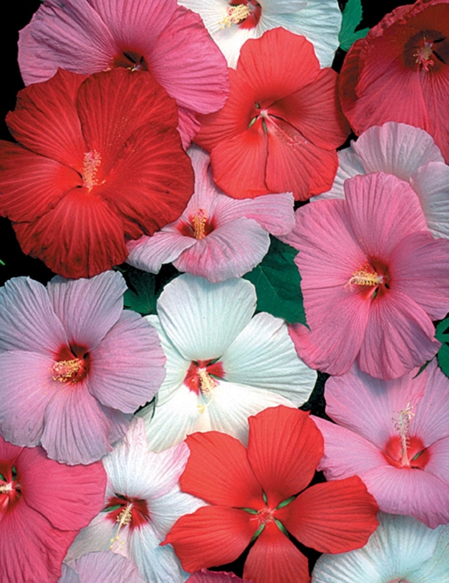 Hibiscus moscheutos (Mixed Hardy Hibiscus)