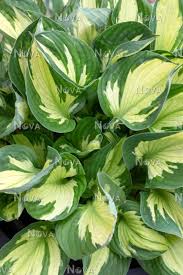 Hosta 'Colored Hulk'
