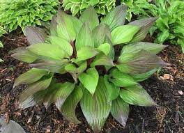 Hosta 'First Blush'