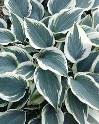 Hosta 'Blue Ivory'