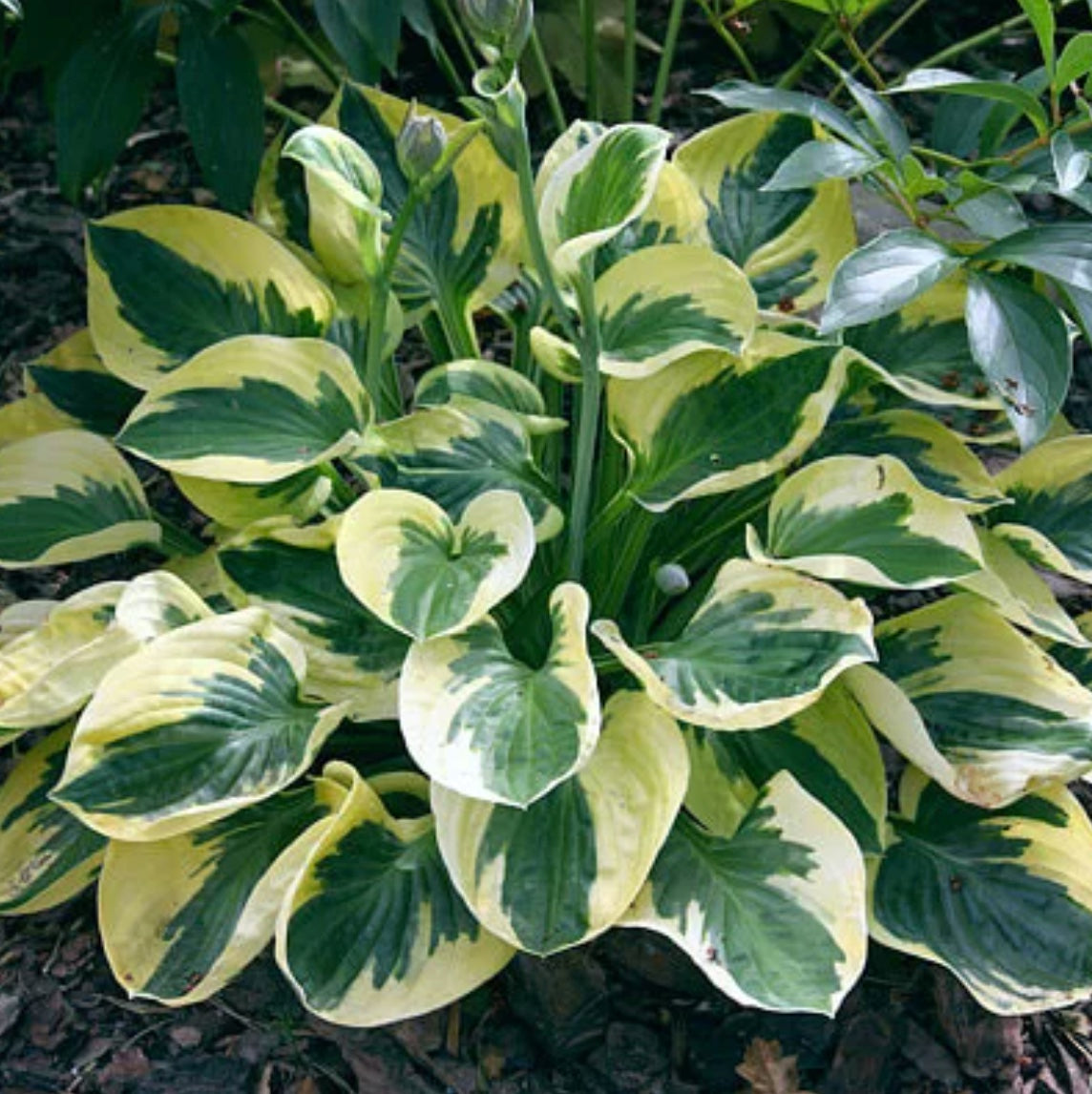 Hosta Brim Cup