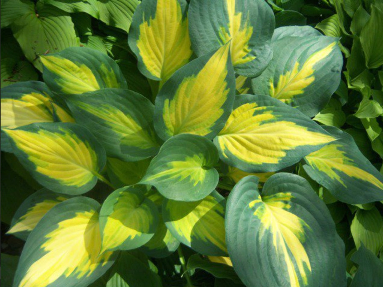 Hosta 'Forbidden Fruit'