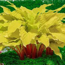 Hosta 'Lipstick Blonde'