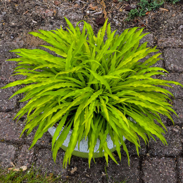 Hosta Party Streamers