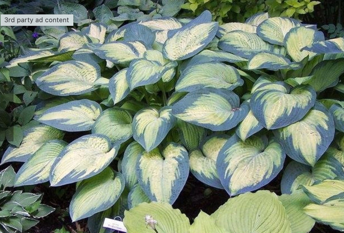 Hosta 'Paul's Glory'