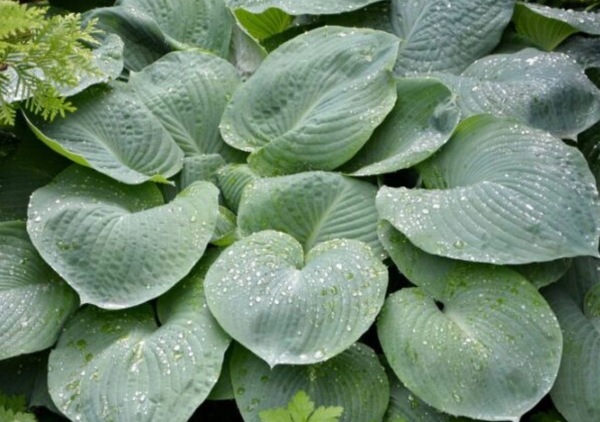 Hosta 'T-Rex'