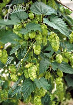 Humulus lupulus (Common Hop)