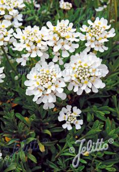 Iberis sempervirens 'Tahoe' (Evergreen Candytuft)