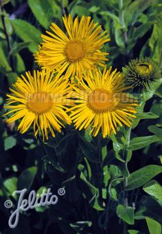 Inula orientalis f. grandiflora (Orange Fleabane)
