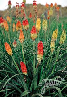 Kniphofia uvaria 'Grandiflora Mixture' (Red Hot Poker)