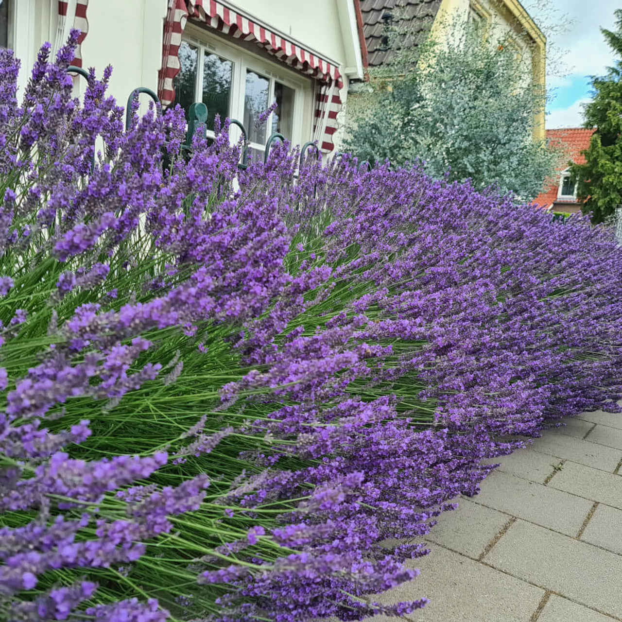 Lavandula x intermedia 'Phenomenal' (Phenomenal Lavender)