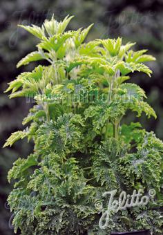 Leonurus cardiaca 'Grobbebol' (Motherwort 'Grobbebol')