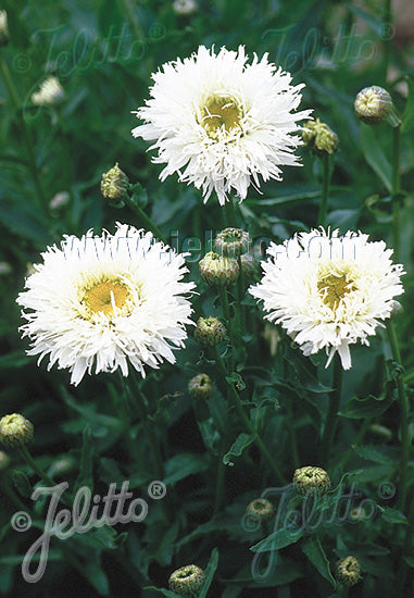 Leucanthemum x superbum 'Snowdrift' (Double Shasta Daisy)