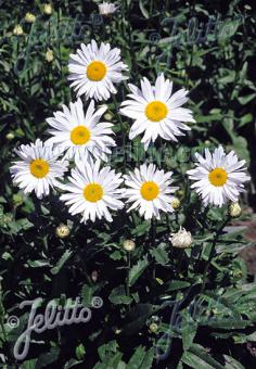 Leucanthemum x superbum 'Starburst' (Shasta Daisy)