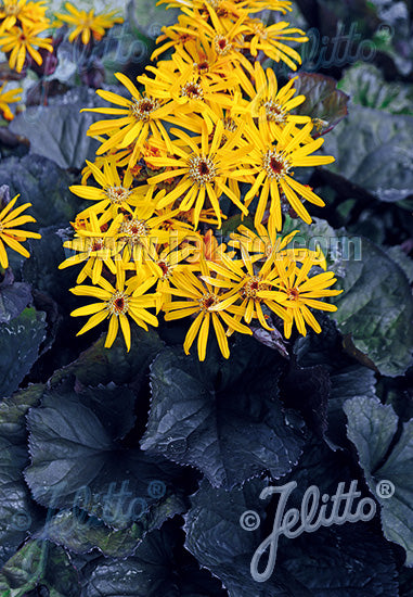 Ligularia dentata 'Midnight Lady' (Leopard Plant)