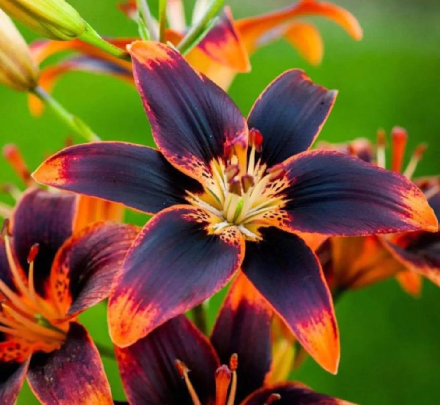 Lilium Asiatic 'Forever Susan'