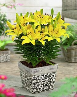 Lilium Asiatic 'Matrix Golden'