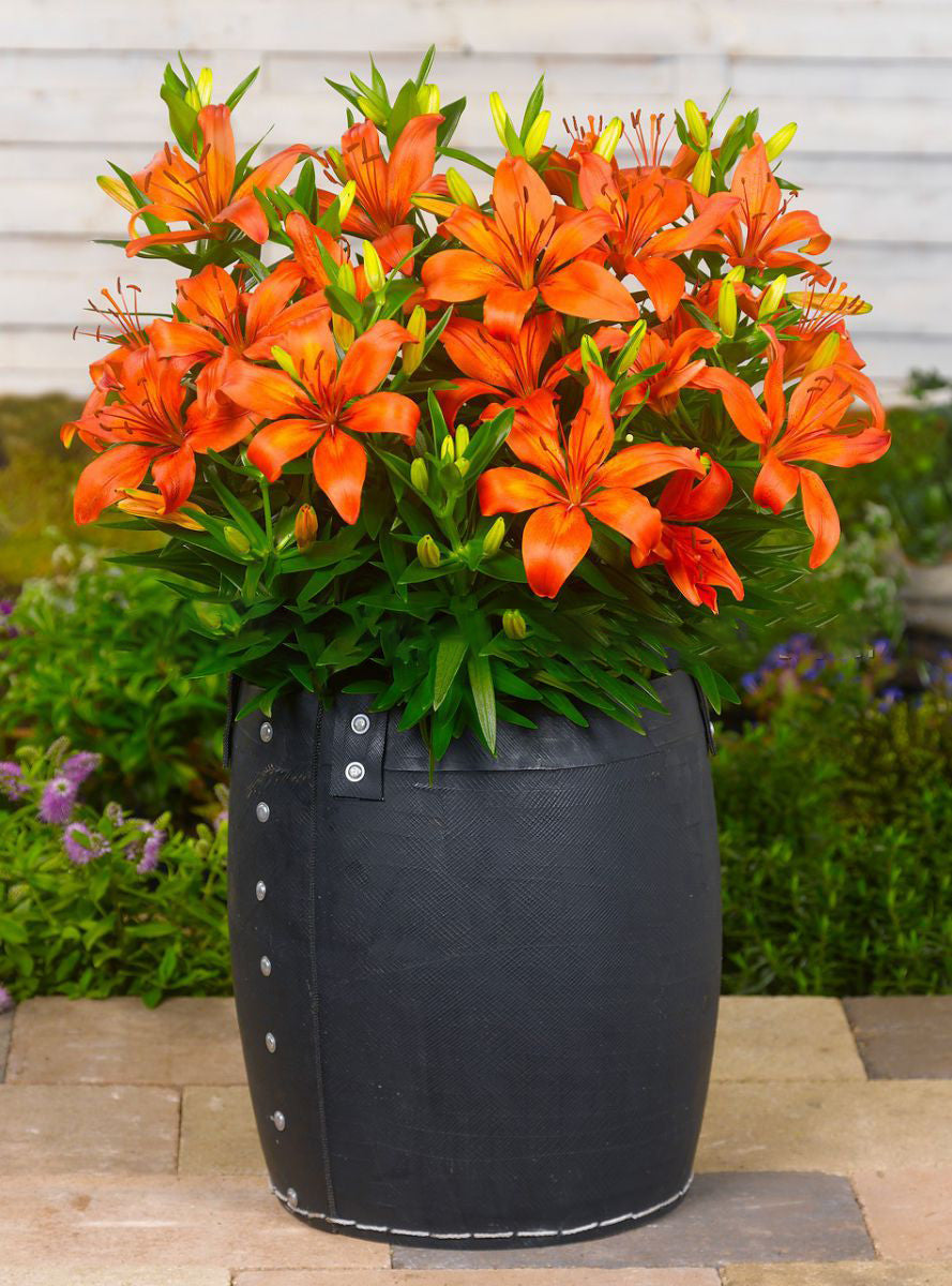 Lilium Asiatic 'Matrix Orange'