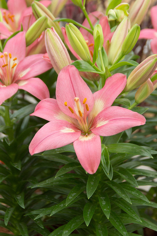 Lilium Asiatic 'Rozalynn'