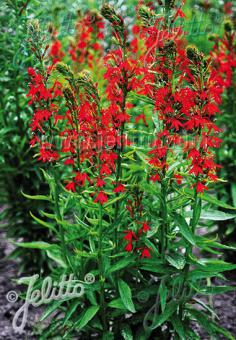 Lobelia cardinalis (Cardinal Flower)