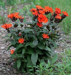 Lychnis x Arkwrightii Vesuvius
