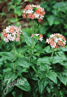Lychnis chalcedonica 'Carnea' (Maltese Cross)