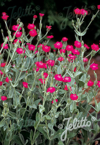 Lychnis coronaria (Rose Campion)