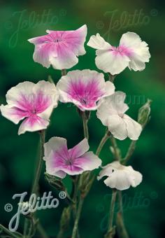 Lychnis coronaria 'Oculata' (Rose Campion 'Oculata')