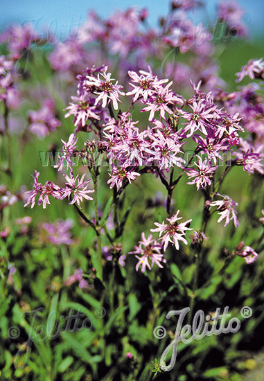 Lychnis flos-cuculi (Ragged Robin)