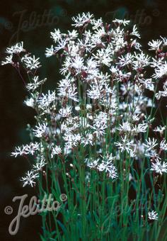 Lychnis flos-cuculi 'White Robin' (White Ragged Robin)