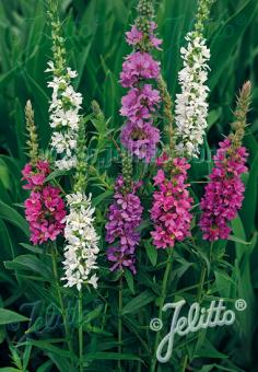 Lythrum salicaria 'Happy Lights' (Purple Loosestrife)