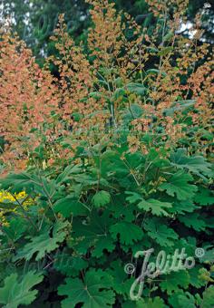 Macleaya microcarpa (Plume Poppy)